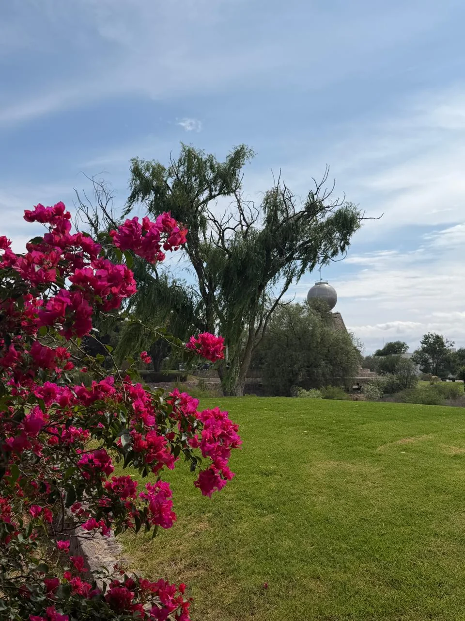 Bugambilia rosa junto al campo verde.