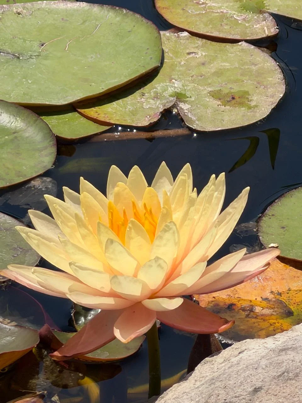 Flor de loto sobre hojas en el lago.