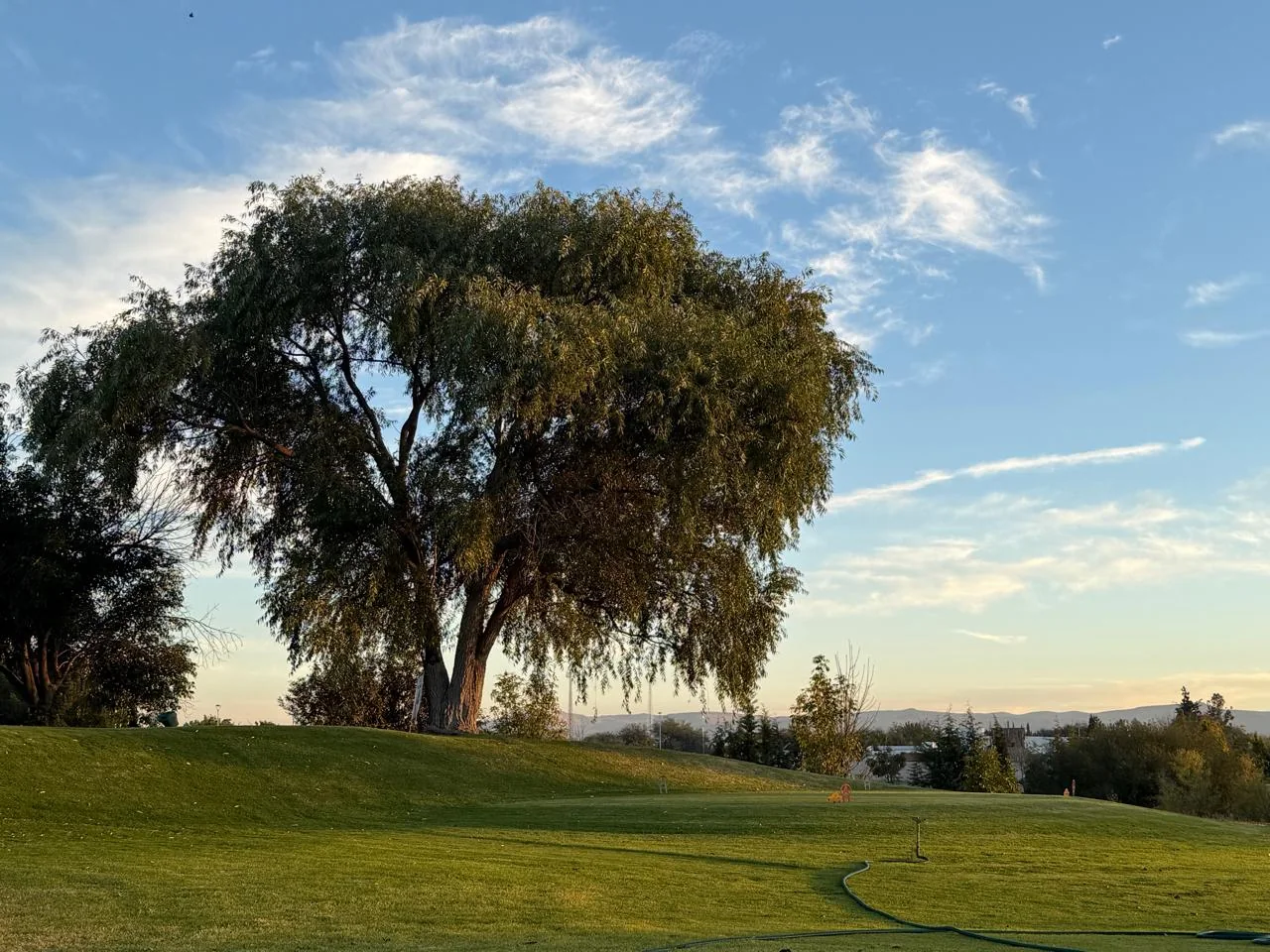 Árbol grande sobre campo de golf al atardecer.