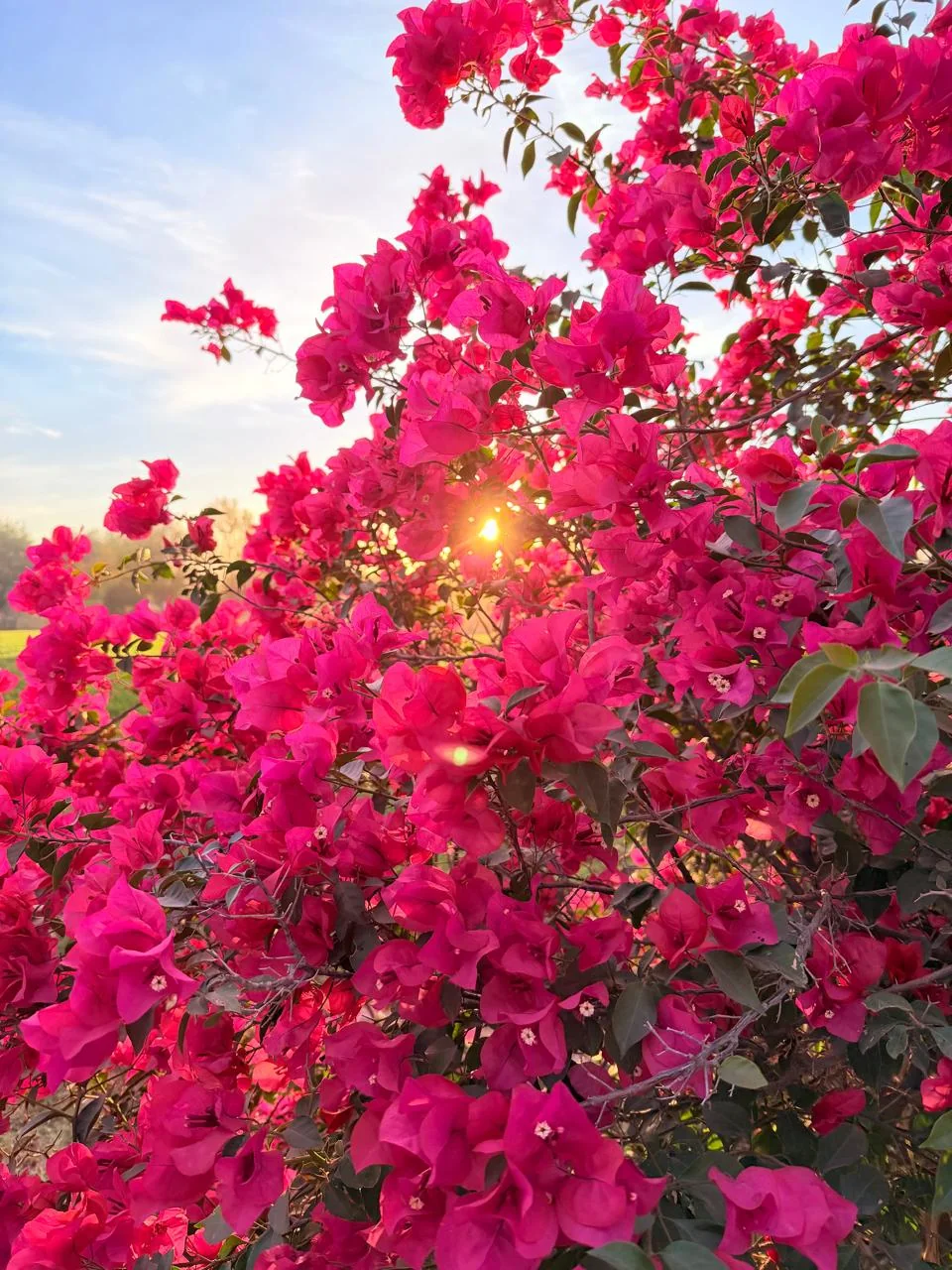 Bugambilia rosa con sol filtrado entre flores.