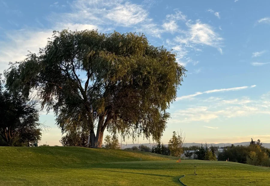 Campo de golf de Alquerías con árboles y luz cálida